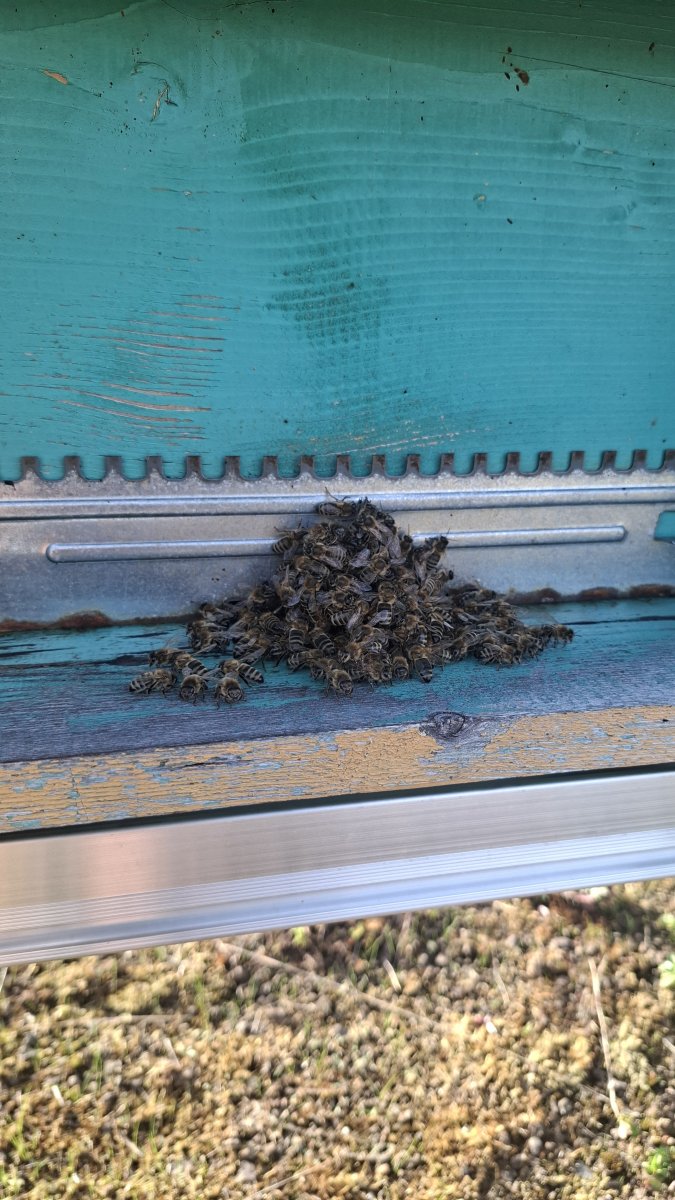  Wenn es am Bienenstand ruhiger wird. 