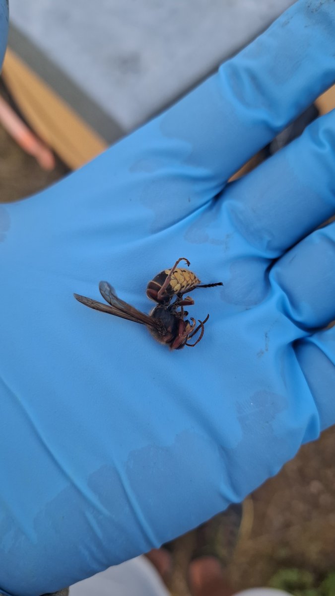 Eine von den Wächterbienen getötete (Europäische) Hornisse.