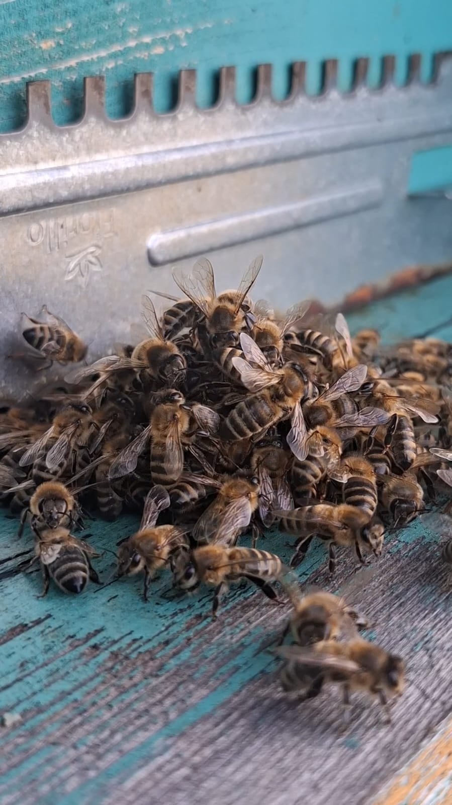 Wächterbienen im Kampf gegen eine Hornisse.